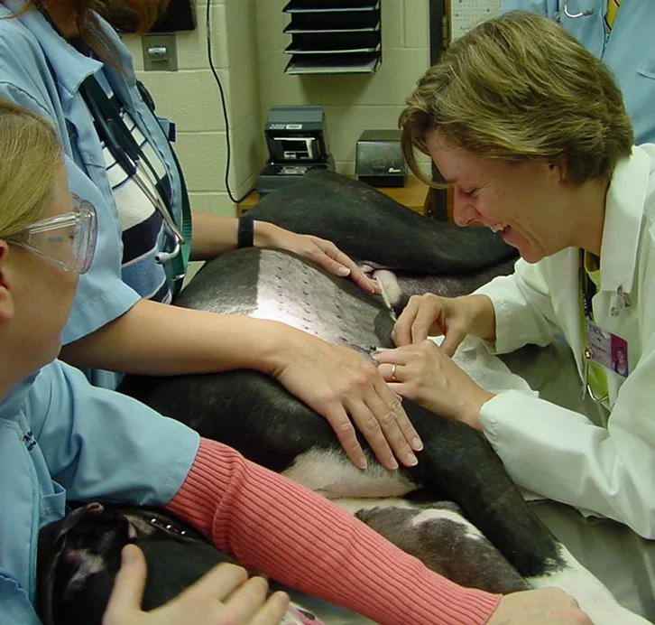 Consultation vétérinaire pour suivre la santé d’un chien adopté