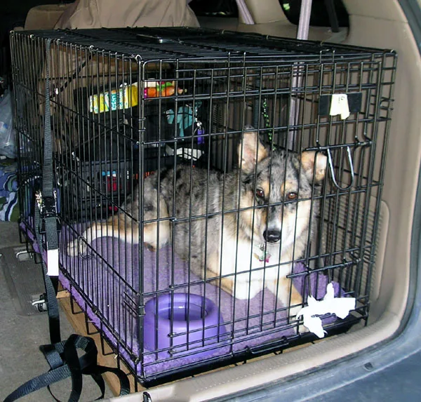 espace de repos du chiot pendant l’apprentissage de la propreté